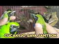 Lagu CUCAK IJO GAYA JAMTROK 