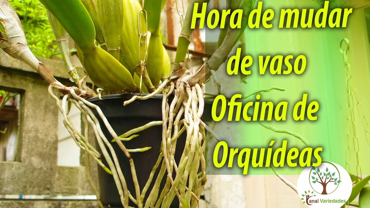 MUDAR ORQUÍDEA DE VASO, OFICINA PRATICA