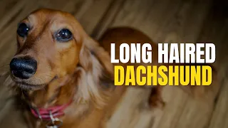 The Long Haired Dachshund The Cutest Dog You ve Never Seen