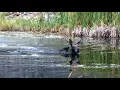 September in Yellowstone Wildlife Watching