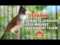 Download Lagu Masteran wajib cucak jenggot full mbeset roll tembak speed rapat