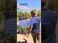 Download Lagu Look inside an illegal marijuana farm in California