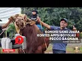 Download Lagu UPDATE TIMBANGAN SANG JUARA PECCO BAGNAIA ‼️ | SUMBER TERNAK FARM