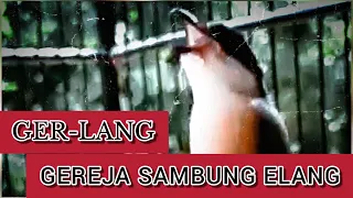 masteran cendet gereja elang masteran cendet tren masa kini