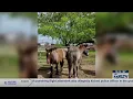 Winona horse breeder s prize colts lost after spooked by gunfire