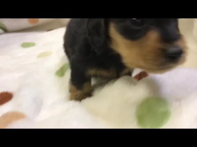 動画