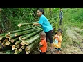 Download Lagu get bamboo, make bamboo hut - prepare bamboo for new project. single mother taking care of children.