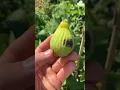 Download Lagu Sarda Fig - A Mutation or CDDBN? #fig #figtree #figboss #gardeningtips #fruittrees