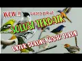 Download Lagu Suara Pikat Burcil Ribut Terbaik Solusi Burung Susah Turun