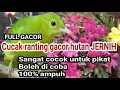 Download Lagu suara pikat cucak ranting betina memanggil jantan