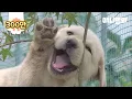 Download Lagu 월-하! (월요일 하기 싫다는 뜻) ㅣ Can't Scold Dem Trouble Maker Dogs Cuz They're SO CUTE
