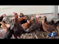 Hundreds of animals seized in Oklahoma City drug bust surrendered for adoption
