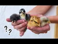 Meet Our New Flock Identifying Various Chick Breeds Markings To Consider