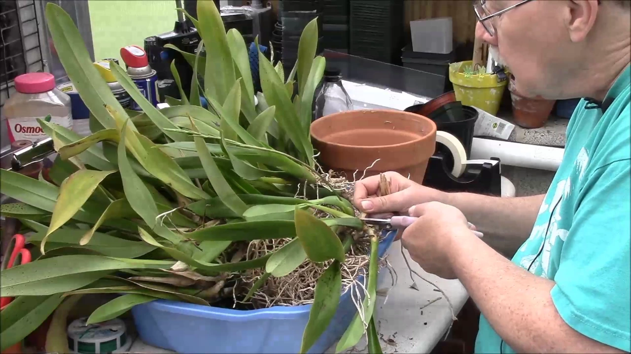 DIVIDING A LARGE ORCHID