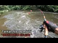 Download Lagu Ganas bukan main!! mancing umpan kepiting saat sungai mulai pasang Full strike