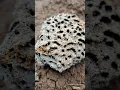Download Lagu termites build nests 🐜🐜 | Tropical Forest Bees