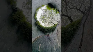 Fort Canning Tree Tunnel Singapore Fortcanningpark Travel Trees Nature Love Tunnel 