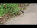 Download Lagu White-breasted Waterhen (Amaurornis phoenicurus)
