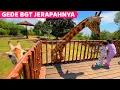 KELUAR KAMAR KETEMU JERAPAH Baobab Safari Resort Prigen Hotel bagus di Prigen dekat Malang