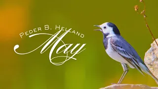 Peder B. Helland - May