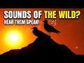 When the Wild Speaks Majestic Sunset Bird Calls