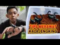 Download Lagu TIPS MEMELIHARA DAN SET UP KANDANG KALAJENGKING UNTUK PEMULA | GAMPANG BANGET!