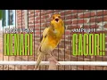 Lagu Pancingan Kenari GACOR panjang untuk Masteran Kenari PAUD \u0026 agar Kenari diam agar bunyi \u0026 gacor