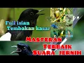 Download Lagu masteran murai batu suara jernih MP3