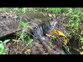 Download Lagu Terapi burung alami tanpa doping | suara gemercik air mengalir bebas copyright