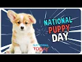 Top 3 Holidays You Can t Ignore on March 23rd National Today