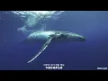 【自制MV】乐童音乐家（AKMU）-《Whale》（鲸鱼）