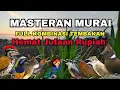 Download Lagu Masteran Murai Kombinasi Tembakan Kasar | Suara Jernih