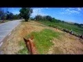 Dolly at Prado Equestrian Center