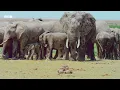 Baby Elephant Gets Left Behind and Learns an Important Lesson | 4K UHD | BBC Earth