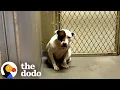 Lagu Dumped Pittie Finds Joy Again But One Thing Is Still Missing | The Dodo