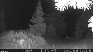 Central Oregon Trail Cams 2025 Review