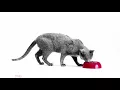 Sometimes problem skin is more than a skin problem Introducing Feline Anallergenic