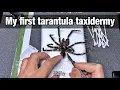 Tarantula taxidermy may forever