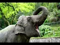 Purple Elephant Pawan Krishna. Indian Chill Music