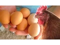 What to feed your chickens so they lay eggs year round