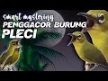 Download Lagu Smart Mastering Pleci Zosterops Terapi Terbaru