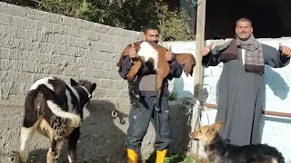 الاستاذ عارض تفاحتين وعثمان خربها عارض جدي استر يا رب     دندنها