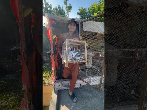 Subscribe #rafayvlog #rafayvlog #kabootarba #pigeon