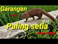 Download Lagu Hewan Garangan/Lasun punyaku jinak dan bonding