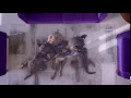 Cadbury Dairy Milk: Aliens Tickling