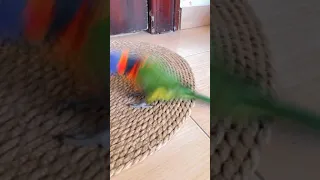 ببغاء لوري يتكلم ويعطي بوسات Parrot Speaks Kiss 