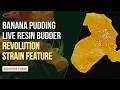 Banana Pudding Live Resin Budder Revolution Strain Feature