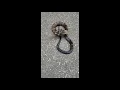 Rat Snake in eastern Ohio USA