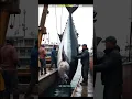 Download Lagu Most Expensive Tuna fish 🐟 । #shorts