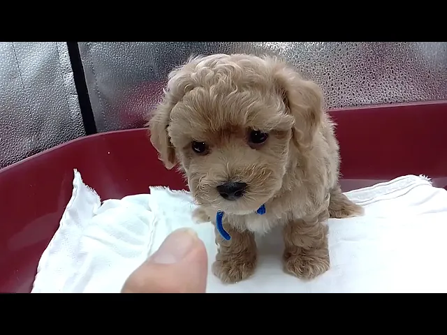 動画